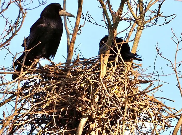 Corbeau freux dans son nid au sommet d’un arbre