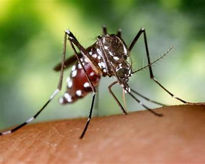 Moustique tigre Aedes albopictus